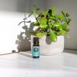 Cypress- Blue Essential Oil Online Sale