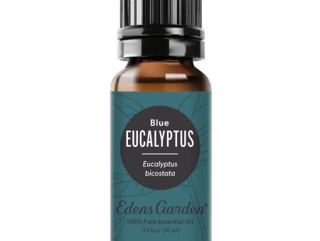 Eucalyptus- Blue Essential Oil Fashion